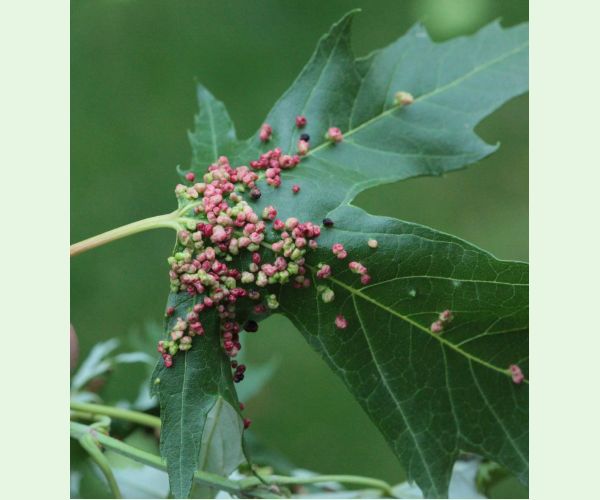 Vlnovník štvornohý