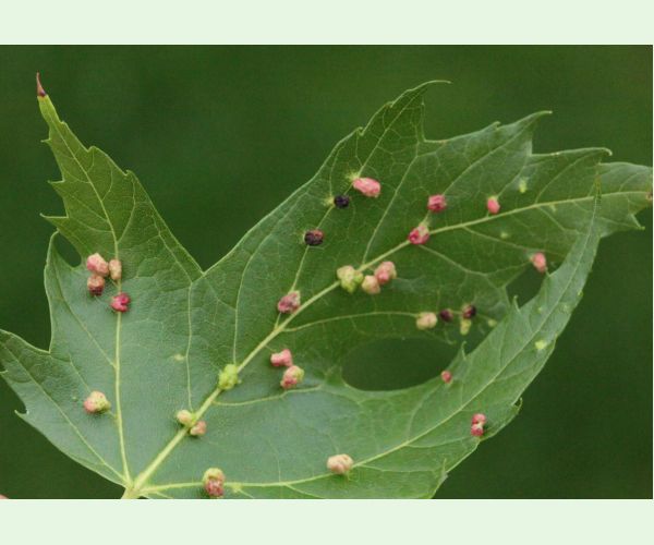 Vlnovník štvornohý