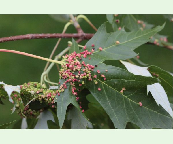 Vlnovník štvornohý