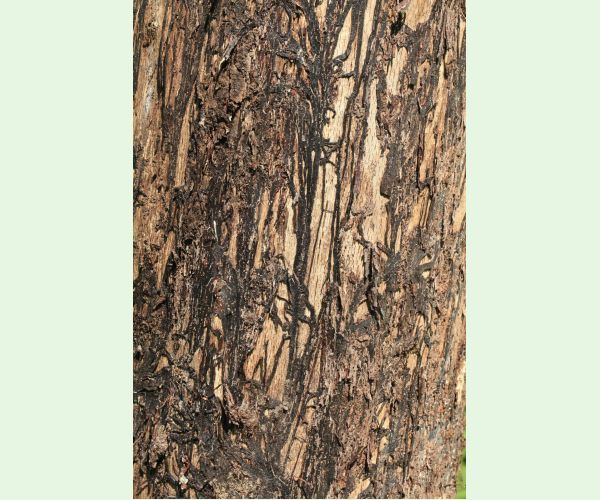 Podpňovka obyčajná