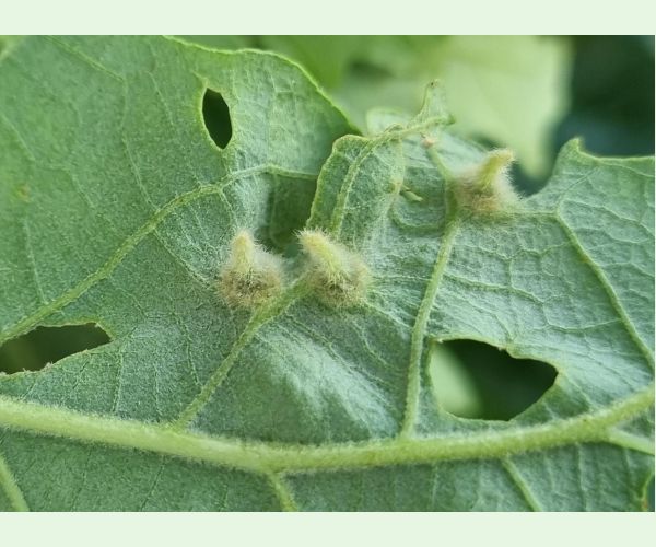 Hrčiarka Janetia cerris