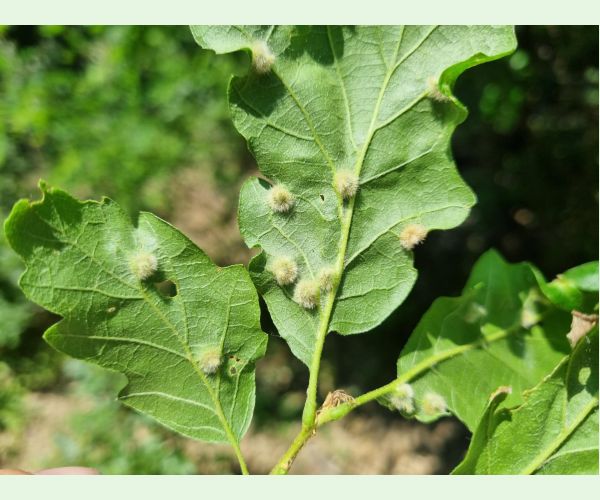 Hrčiarka Janetia cerris