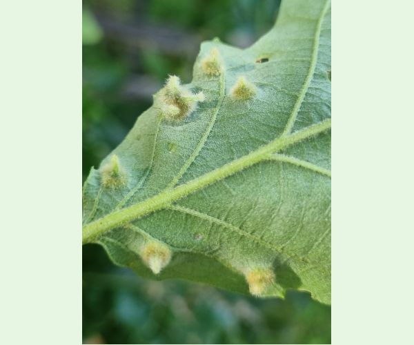 Hrčiarka Janetia cerris