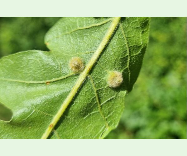 Hrčiarka Janetia cerris