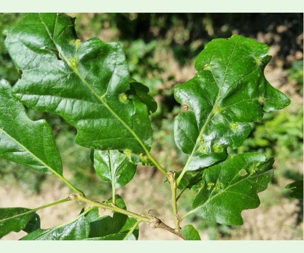 Hrčiarka Janetia cerris