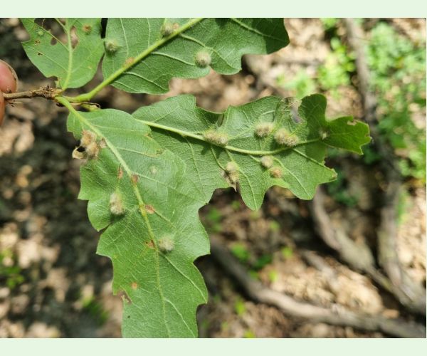 Hrčiarka Janetia cerris
