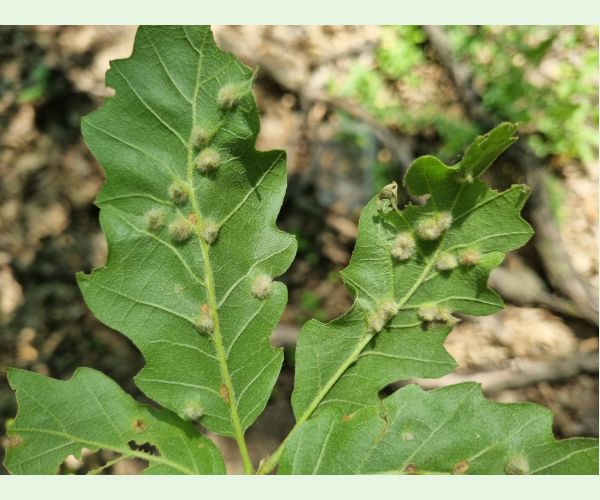 Hrčiarka Janetia cerris