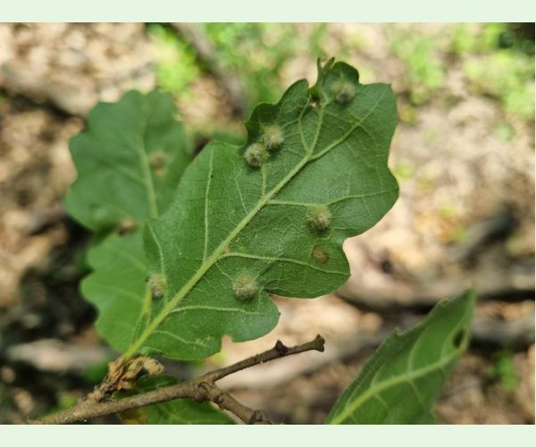 Hrčiarka Janetia cerris