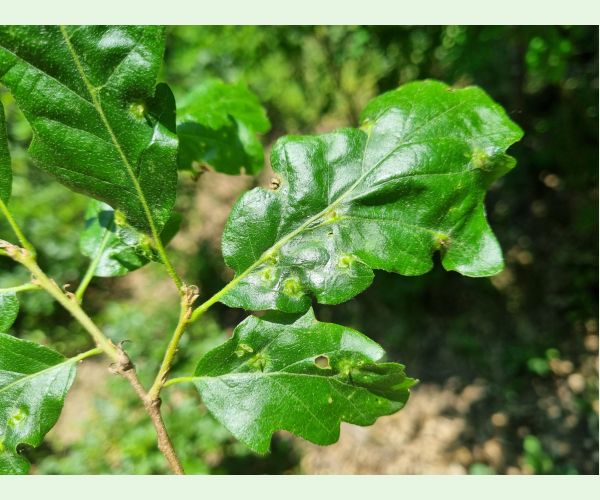 Hrčiarka Janetia cerris