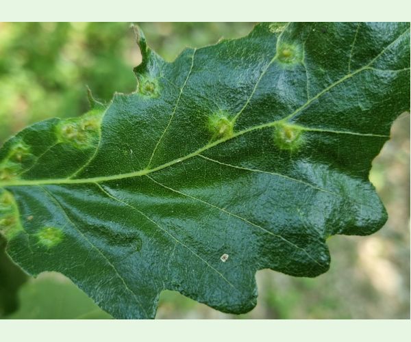 Hrčiarka Janetia cerris