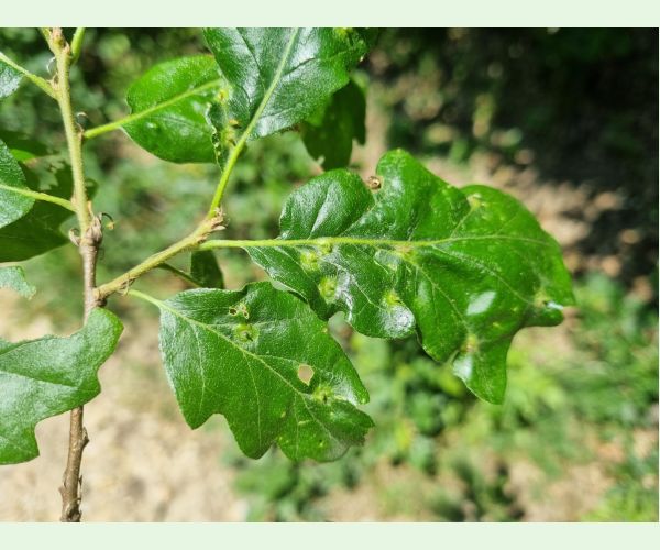 Hrčiarka Janetia cerris