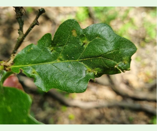 Hrčiarka Janetia cerris