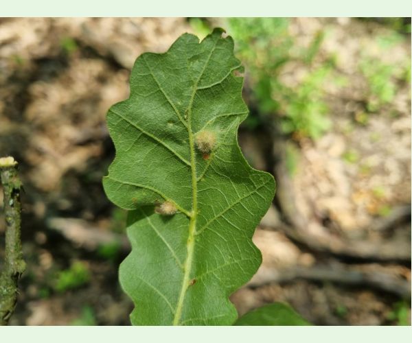 Hrčiarka Janetia cerris