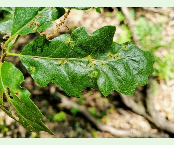 Hrčiarka Janetia cerris