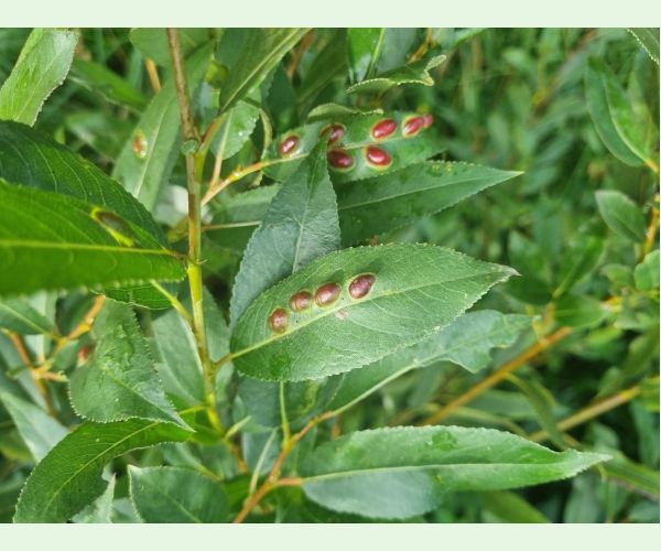 Hrčiarka Pontania proxima