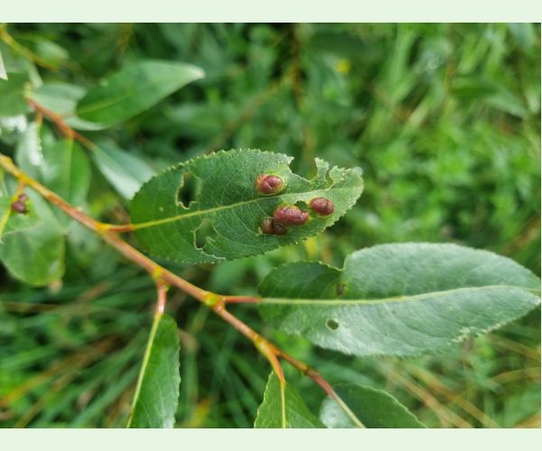 Hrčiarka Pontania proxima