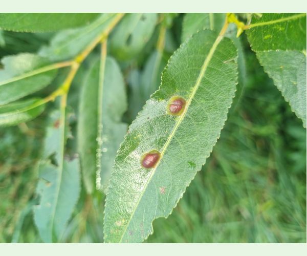 Hrčiarka Pontania proxima