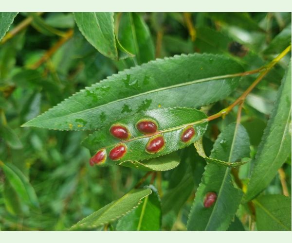 Hrčiarka Pontania proxima