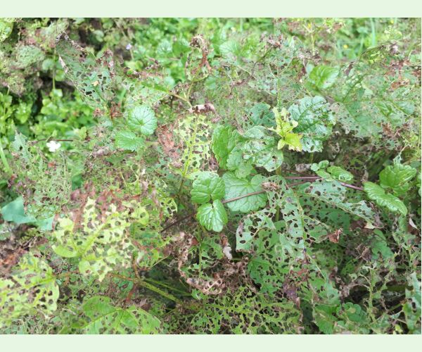 Váhavec Pyrrhalta viburni