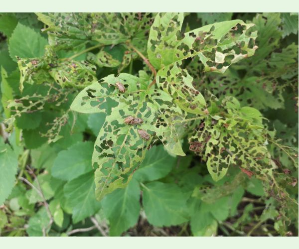 Váhavec Pyrrhalta viburni