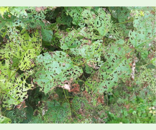 Váhavec Pyrrhalta viburni