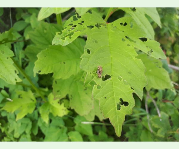 Váhavec Pyrrhalta viburni