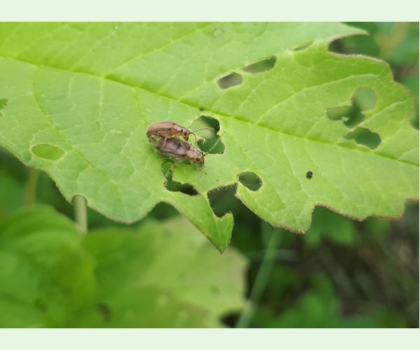 Váhavec Pyrrhalta viburni