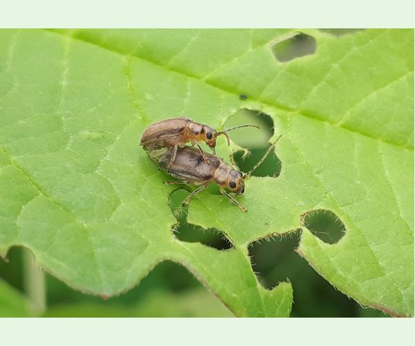 Váhavec Pyrrhalta viburni