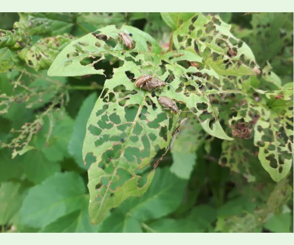 Váhavec Pyrrhalta viburni