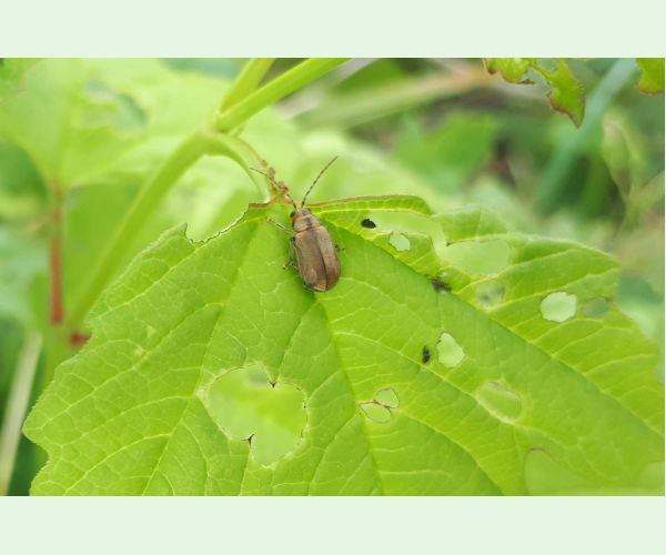 Váhavec Pyrrhalta viburni