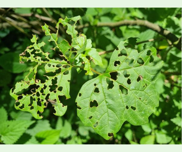 Váhavec Pyrrhalta viburni