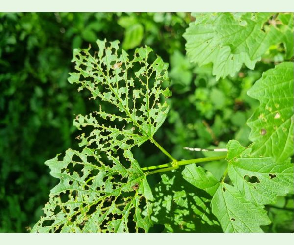 Váhavec Pyrrhalta viburni