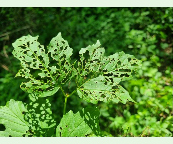 Váhavec Pyrrhalta viburni