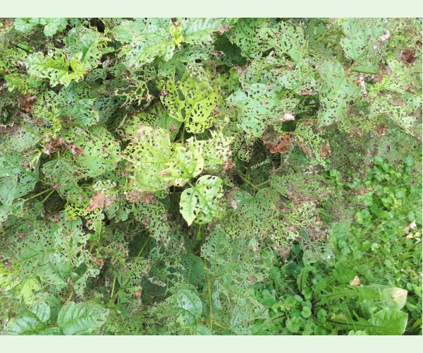 Váhavec Pyrrhalta viburni