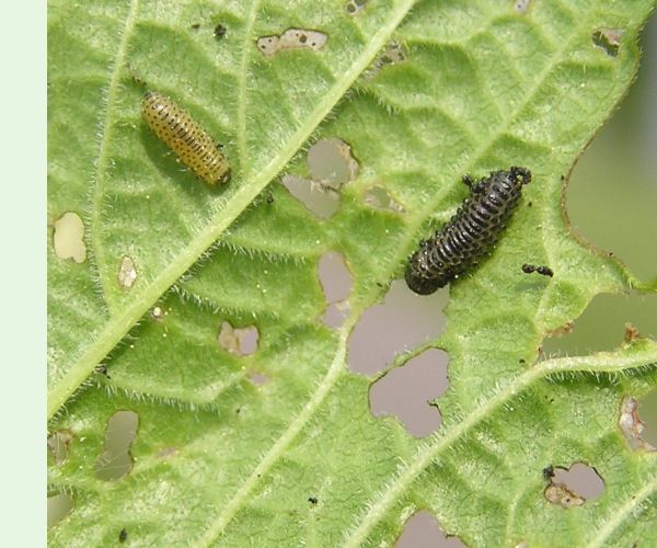 Váhavec Pyrrhalta viburni