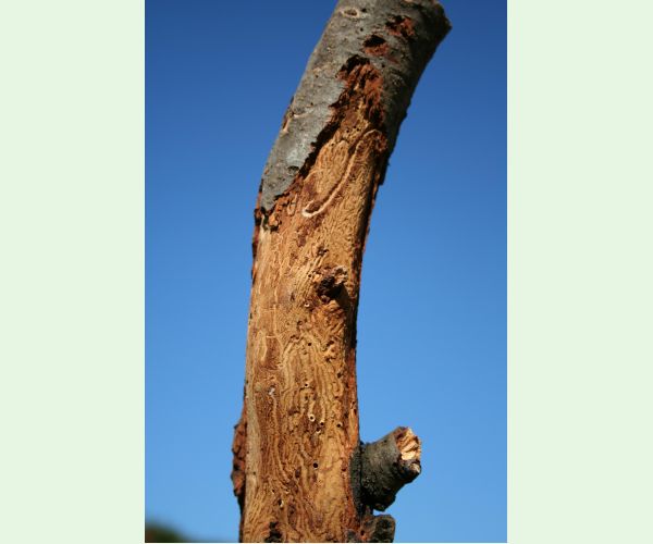 Podkôrnik slivkový