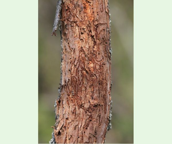 Podkôrnik slivkový