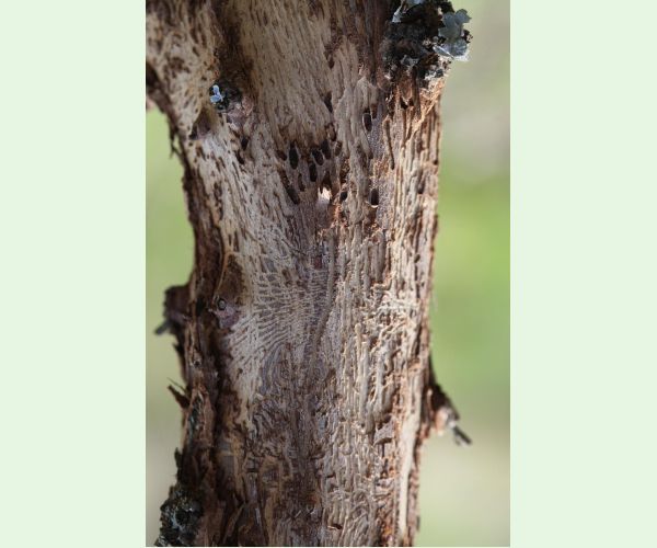 Podkôrnik slivkový