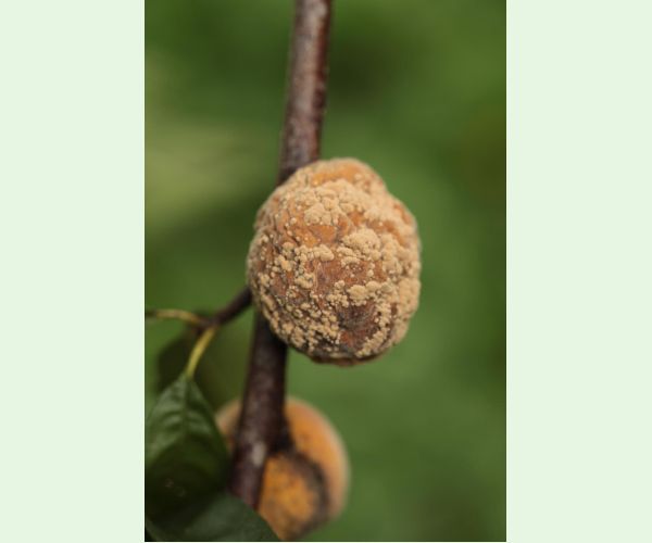 Monilióza kôstkovín