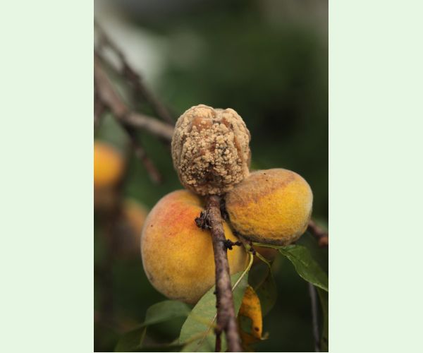 Monilióza kôstkovín