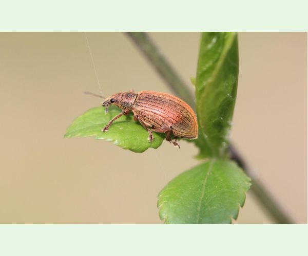 Nosániky Phyllobius a Polydrusus