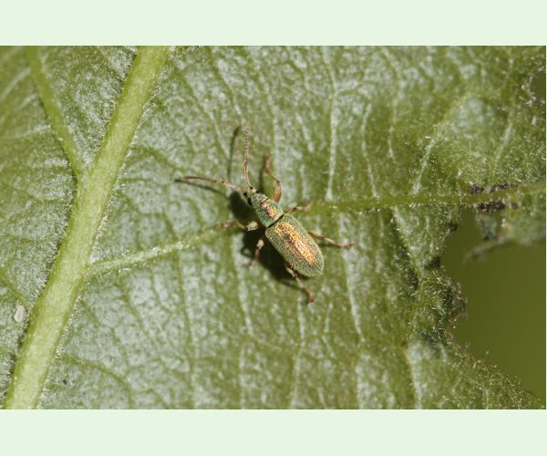 Nosániky Phyllobius a Polydrusus