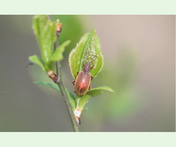 Nosániky Phyllobius a Polydrusus