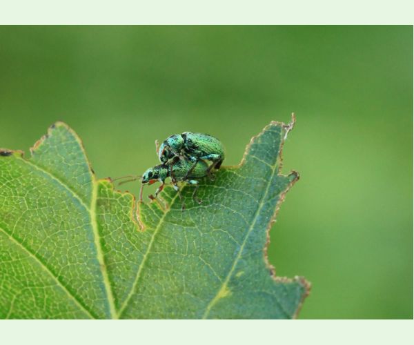 Nosániky Phyllobius a Polydrusus