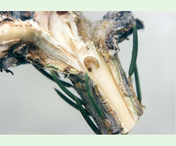 Plodokaz praslenový