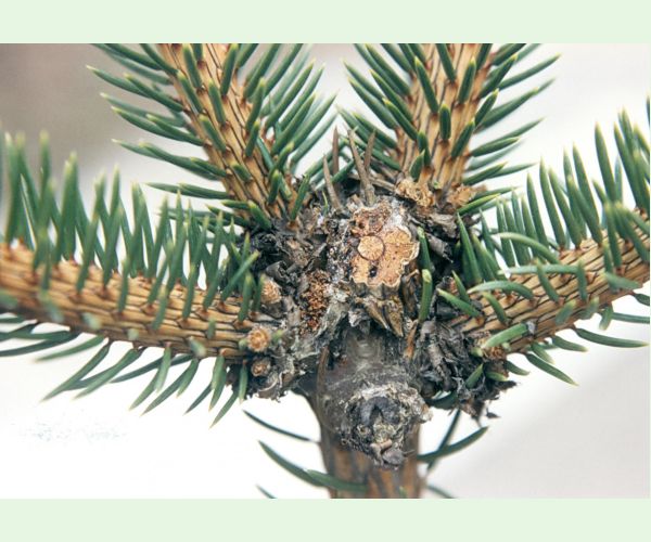 Plodokaz praslenový