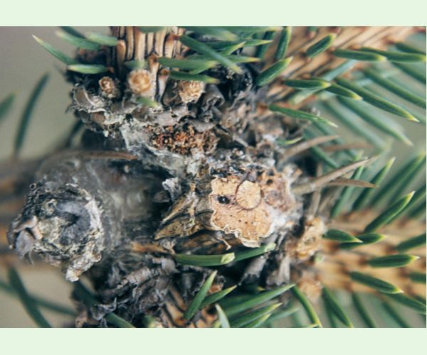 Plodokaz praslenový