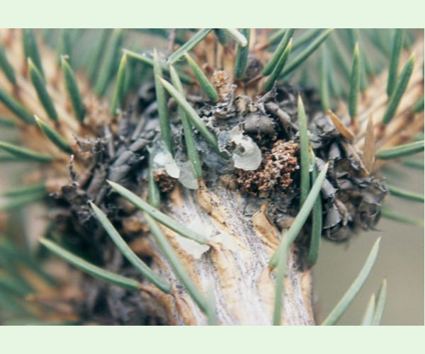 Plodokaz praslenový