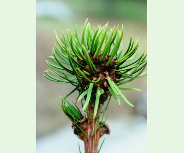 Plodokaz praslenový