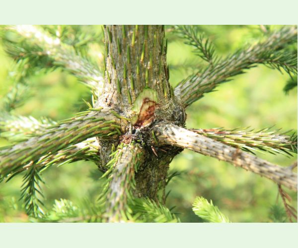 Plodokaz praslenový